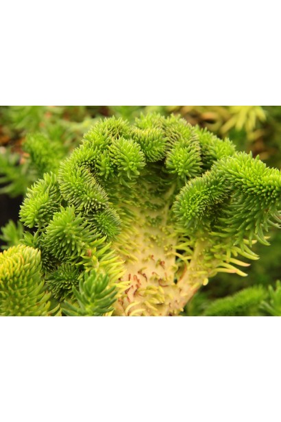 Очиток Кристатум незвичайна мутація